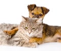 Mixed breed dog hugging cat. isolated on white background Royalty Free Stock Photo