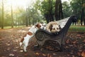 Mixed breed dog and Jack Russell Terrier walking in autumn park