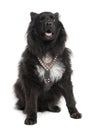 Mixed-Breed Dog between keeshond and a sheltie (6
