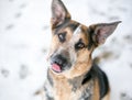 A mixed breed dog licking its lips Royalty Free Stock Photo