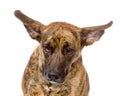 Mixed breed dog with long flapping ears. isolated on white