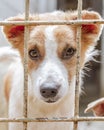 A mixed-breed dog looks at the camera through the cage trellis.