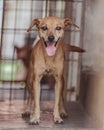 A mixed-breed dog smiles at the camera.