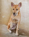 A mixed-breed dog looks at the camera with a worried smile.