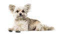 Mixed breed dog lying against white background Royalty Free Stock Photo
