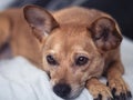 Mixed-breed dog lying down with thoughtful eyes Royalty Free Stock Photo