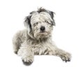 Mixed-breed dog lying in front of white background Royalty Free Stock Photo
