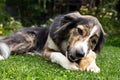 Mixed-breed dog lying in the garden and chewing a treat or goodie, teeth cleaning