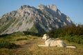 Mixed breed dog lying in grass below mountain Royalty Free Stock Photo