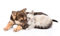 Mixed breed dog lying with small cat together. isolated on white Royalty Free Stock Photo