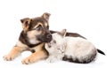 Mixed breed dog lying with small cat together. isolated on white Royalty Free Stock Photo