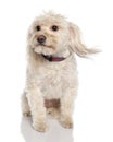 Mixed-Breed Dog between a maltese and a Coton de T Royalty Free Stock Photo