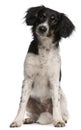 Mixed-breed dog, 9 months old Royalty Free Stock Photo