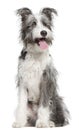 Mixed-breed dog, 7 months old, sitting in front of white background Royalty Free Stock Photo