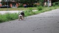 Mixed-breed dog, Morkshire terrier looking around and walks towards the camera