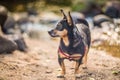 Mixed breed dog in nature. Small canine black brown dog. Forest view with stones near stream. Unique bokeh manual lens Helios-40. Royalty Free Stock Photo