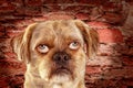 Mixed-Breed Dog with people eyes Royalty Free Stock Photo