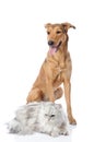 Mixed breed dog and persian cat. Royalty Free Stock Photo