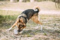 Mixed Breed Dog Playing With Plastic Bottle, Rubbish In Forest Royalty Free Stock Photo