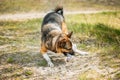 Mixed Breed Dog Playing With Plastic Bottle, Rubbish In Forest Royalty Free Stock Photo