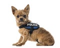 Mixed breed dog with a police security jacket sitting