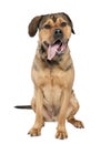 Mixed-Breed Dog between a rottweiler and a amstaff