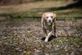 Mixed breed dog running with a tennis ball Royalty Free Stock Photo