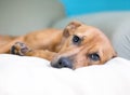 A mixed breed dog with a sad expression lying on a couch Royalty Free Stock Photo