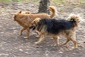 Mixed-breed dog with scars on the snout running with other two dogs on earth road Royalty Free Stock Photo