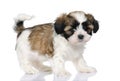 Mixed-Breed Dog between Shih Tzu and maltese dog Royalty Free Stock Photo