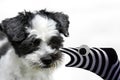 Cute little dog and sock puppet Royalty Free Stock Photo