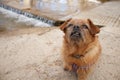 Mixed-breed dog sick with gums and chronic conjunctivitis next to the Vinalopo river in BaÃ±eres de Mariola