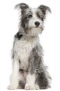 Mixed-breed dog, sitting Royalty Free Stock Photo