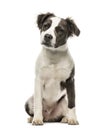 Mixed breed dog sitting, 8 months old, isolated Royalty Free Stock Photo
