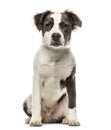 Mixed breed dog sitting, 8 months old, isolated Royalty Free Stock Photo