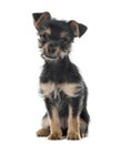 Mixed breed dog sitting, 3 months old , isolated Royalty Free Stock Photo