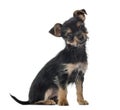 Mixed breed dog sitting, 3 months old , isolated Royalty Free Stock Photo