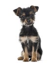 Mixed breed dog sitting, 3 months old , isolated Royalty Free Stock Photo