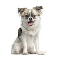 Mixed-breed dog sitting and panting, 3 months old Royalty Free Stock Photo