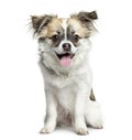 Mixed-breed dog sitting and panting, 3 months old Royalty Free Stock Photo