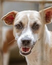 A mixed-breed dog smiles at the camera from behind the fence.