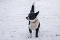 Mixed breed dog standing on a winter street ready to defend its territory Royalty Free Stock Photo