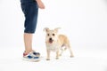 Shaggy dog stands next to child on white background. Isolated from the background.