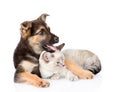 Mixed breed dog and tabby cat. isolated on white background Royalty Free Stock Photo