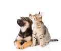 Mixed breed dog and tabby cat. isolated on white background