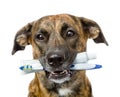 Mixed breed dog with a toothbrush and toothpaste. isolated Royalty Free Stock Photo