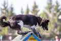 Dog on the top of A-frame on agility competition Royalty Free Stock Photo