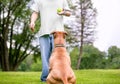 A mixed breed dog waiting patiently for a person to throw a ball Royalty Free Stock Photo