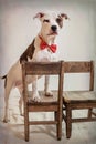 Mixed Breed Dog Wearing A Bow Tie