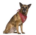 Mixed-breed dog wearing handkerchief, 14 years old Royalty Free Stock Photo